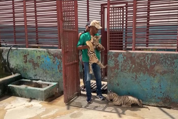 キューバの動物園にベンガル虎の赤ちゃん誕生
