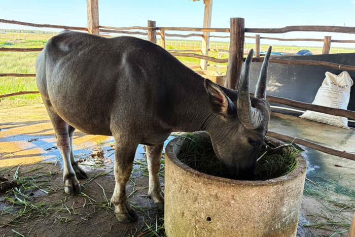 タレーノイの水牛肉に注目集まる